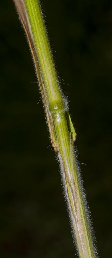 Bromus ?  S, Bromus hordeaceus